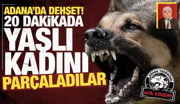 Sokak köpekleri dehşet saçtı! Başıboş köpek sürüsü yaşlı kadını parçaladı